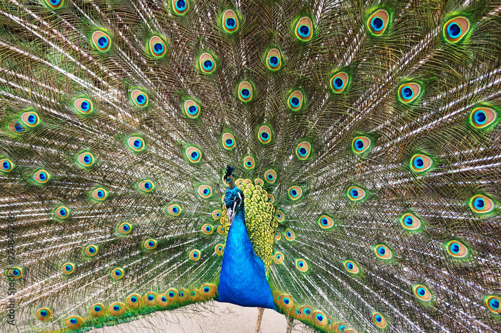 Obraz premium beauty peacock bird