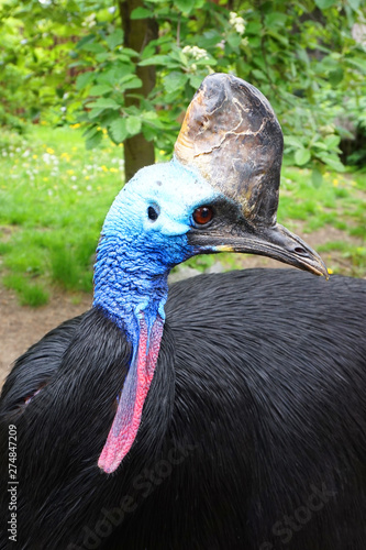 Southern cassowary as Australian big forest bird