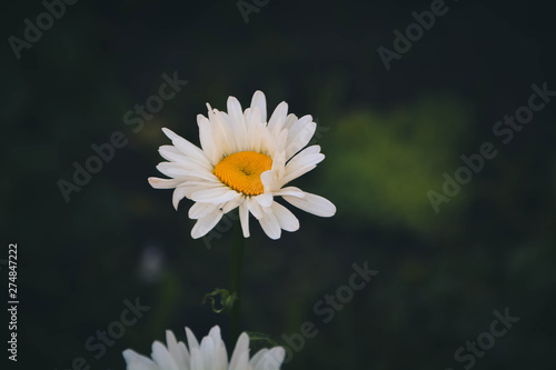 Obraz na płótnie daisy on a blue background w salonie