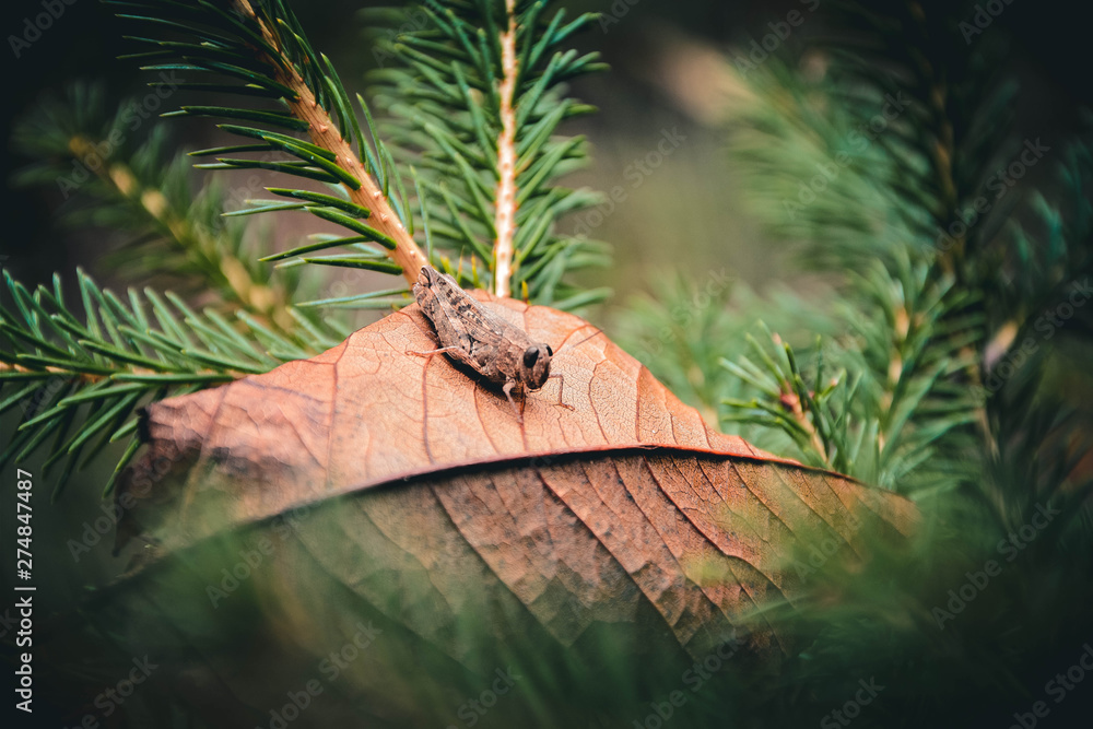 dragonfly on tree