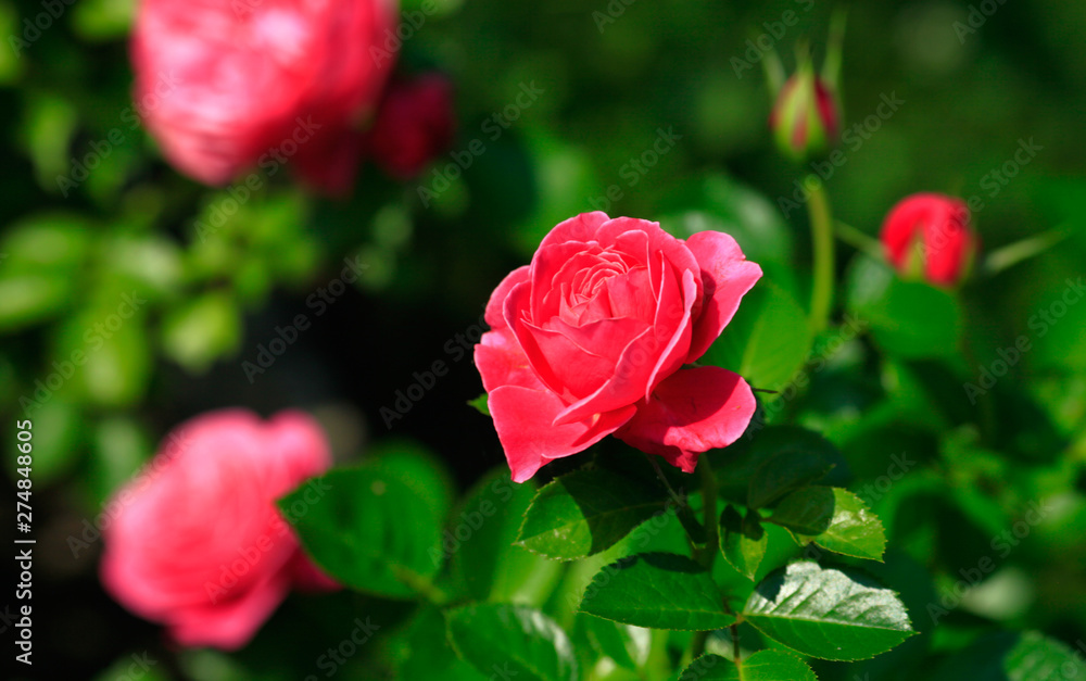 Art photo rose petals isolated on the natural blurred background. Closeup. For design, texture, background. Nature. Art photo rose petals isolated on the natural blurred background. Closeup. For design, texture, background. Nature.