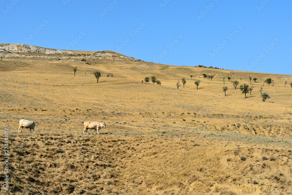 Cows grazing on the mountainside, Georgian landscape Cows grazing on the mountainside, Georgian landscape