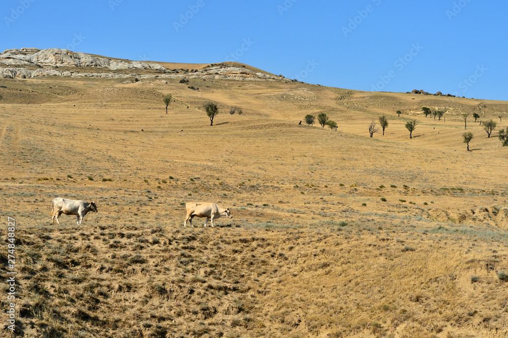 Cows grazing on the mountainside, Georgian landscape Cows grazing on the mountainside, Georgian landscape