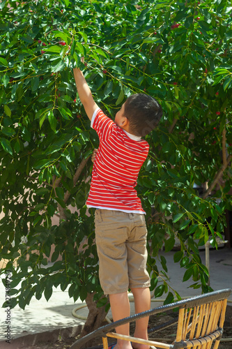 Little kid picking cherry from tree in garden. 6-year old middle eastern boy picks raw cherry fruit. Family having fun at harvest time.