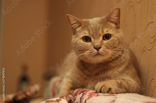 Magnificent brown british cat, closeup. Pure breed british cat on the sofa.  © Elena