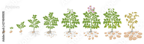 Crop stages of potatoes plant. Growing spud plants. The life cycle. Harvest potato growth animation progression. Solanum tuberosum.