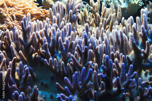 natural coral aquarium background