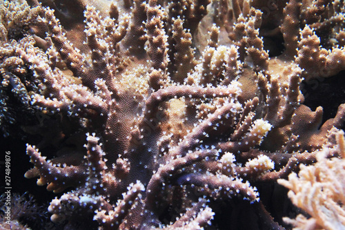 natural coral aquarium background © jonnysek