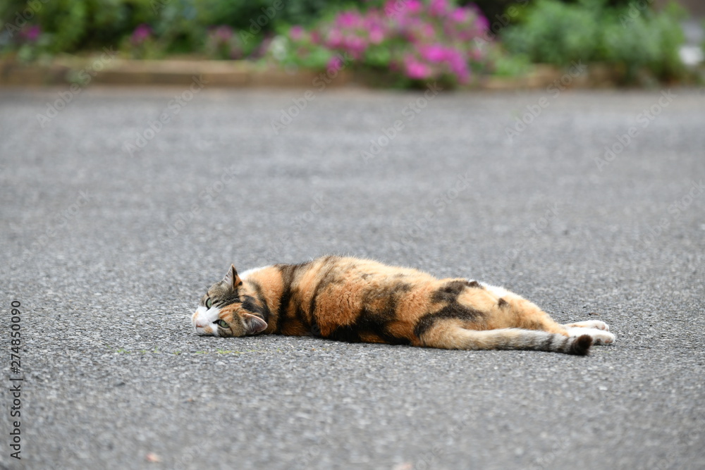 Obraz premium 寝転ぶ猫