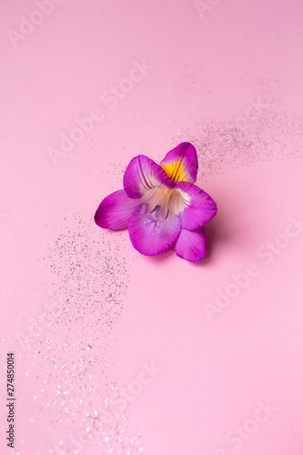 Beautiful rose freesia flower on a pink background with sparkles. Floral background. Top view. For your text.