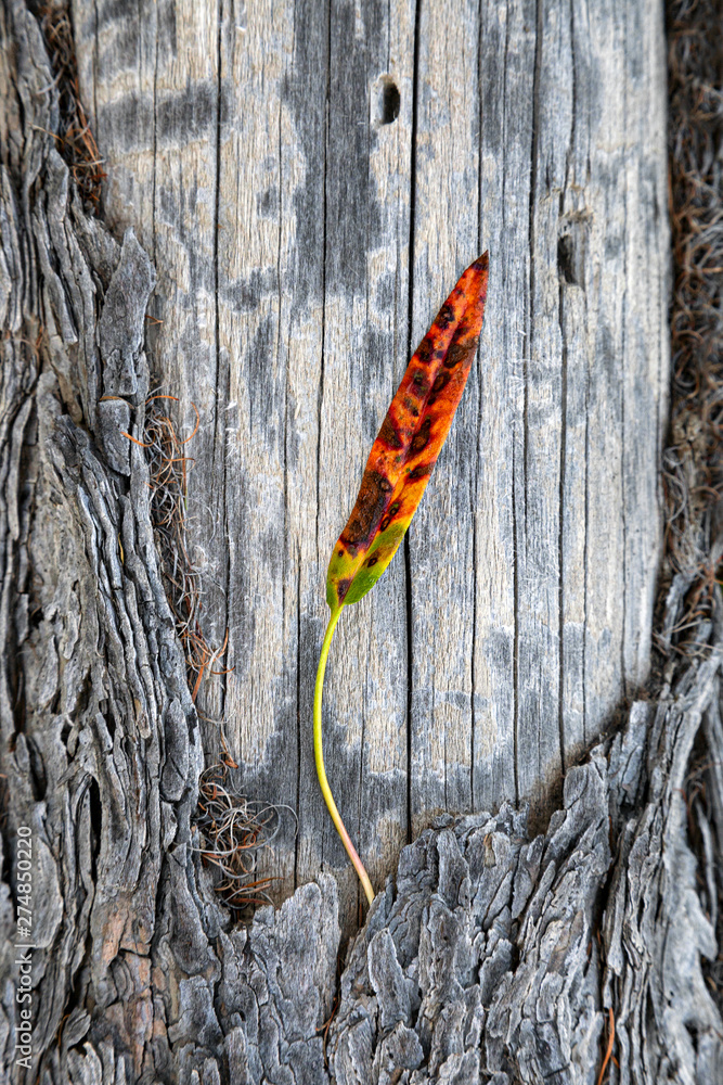 Beautiful and delicate colorful autumn leaf on wooden background of fallen pine tree trunk with detail structure, scenic and elegant fall landscape, vertical closeup top view Beautiful and delicate colorful autumn leaf on wooden background of fallen pine tree trunk with detail structure, scenic and elegant fall landscape, vertical closeup top view