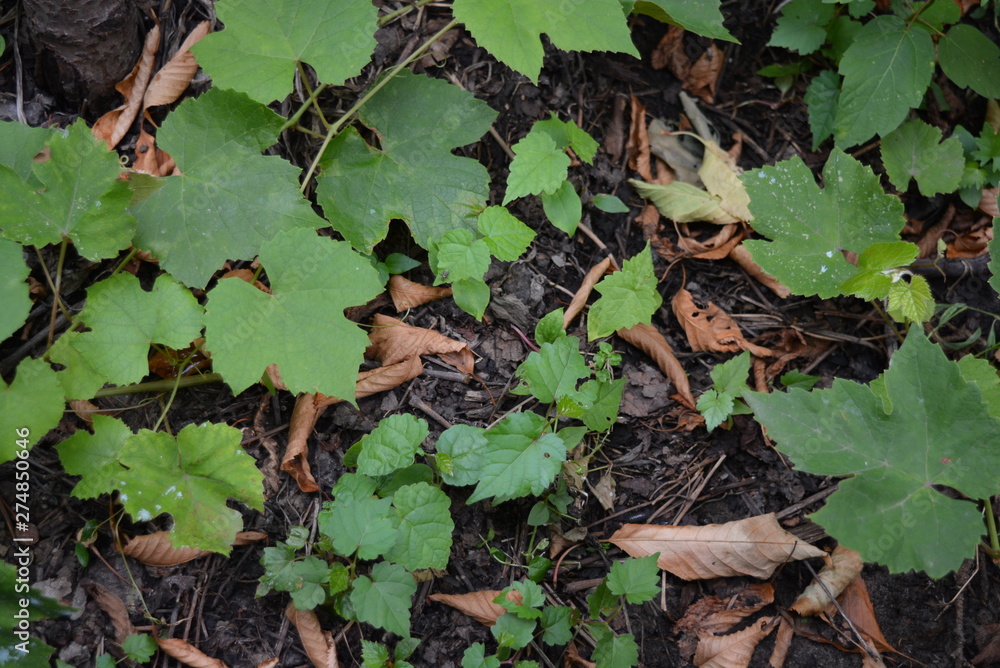 Very beautiful autumn composition of leaves and twigs of grapes with dry leaves of sweet cherry on the black earth. Very beautiful autumn composition of leaves and twigs of grapes with dry leaves of sweet cherry on the black earth.