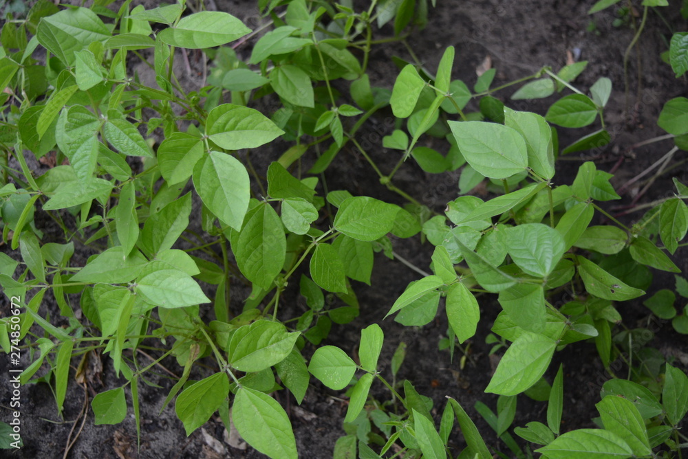 Leaves and mung saplings, healthy for mung beans. Green bright juicy background of young leaves and their further growth. Leaves and mung saplings, healthy for mung beans. Green bright juicy background of young leaves and their further growth.