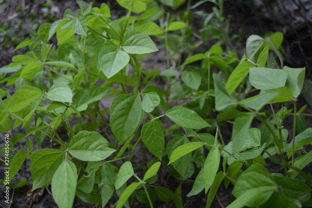 Leaves and mung saplings, healthy for mung beans. Green bright juicy background of young leaves and their further growth. Leaves and mung saplings, healthy for mung beans. Green bright juicy background of young leaves and their further growth.