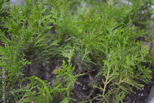 Beautiful young seedlings of thuja aurea nana in pots for germination.