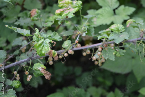 White currant fruit on the bush and currant branches. © Daria Katiukha