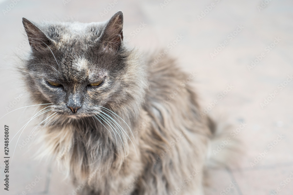 Old vagabond cat portrait on street