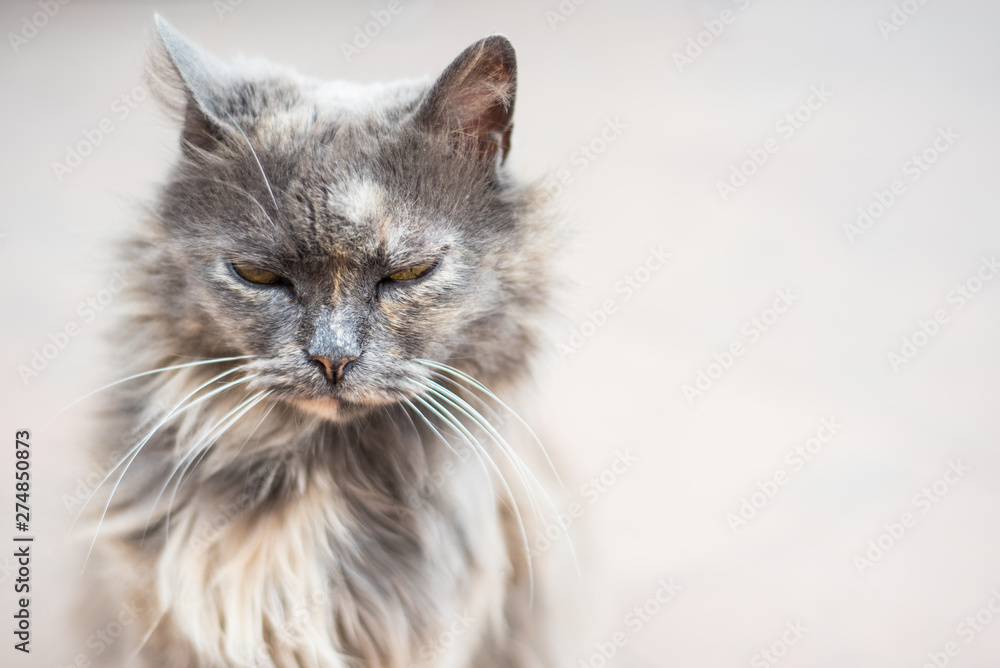 Grey cat with long fur