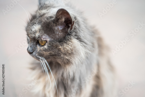 Old stray gray cat portrait