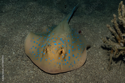 Blue spotted stingray On the seabed  in the Red Sea