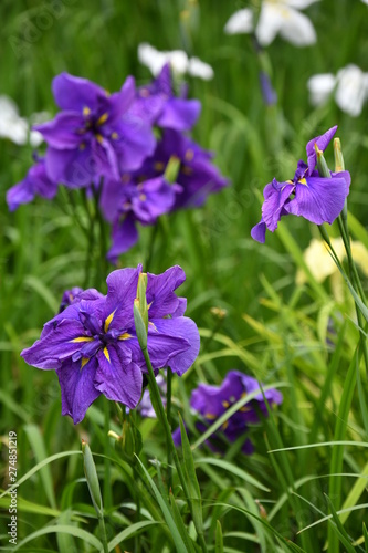 花菖蒲