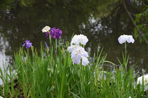 Japanese iris around water lily pond.