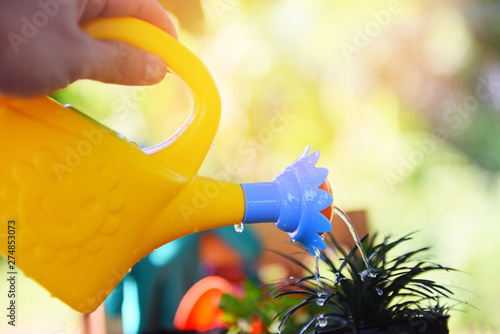 watering plant with colorful watering can on pot in the garden / Gardening tools