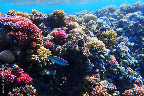 Fototapeta Naklejka Na Ścianę i Meble -  coral reef in egypt