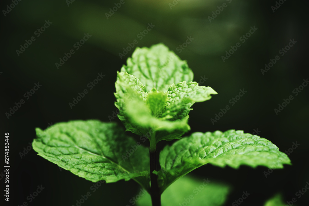 peppermint leaf in the garden dark background - Fresh mint leaves in a nature green herbs or vegetables peppermint leaf in the garden dark background - Fresh mint leaves in a nature green herbs or vegetables