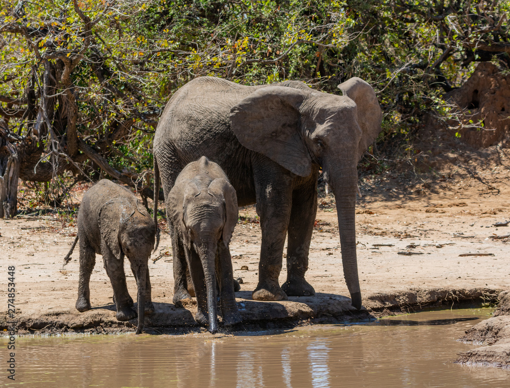 Fototapeta premium Elephants At A Watering Hole