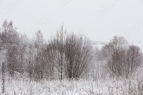 winter landscape in the forest / snowy weather in January, beautiful landscape in the snowy forest, a trip to the north