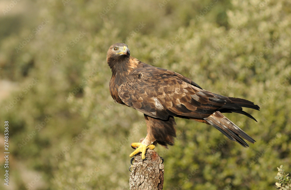 An adult royal eagle in its habitat with a prey An adult royal eagle in its habitat with a prey