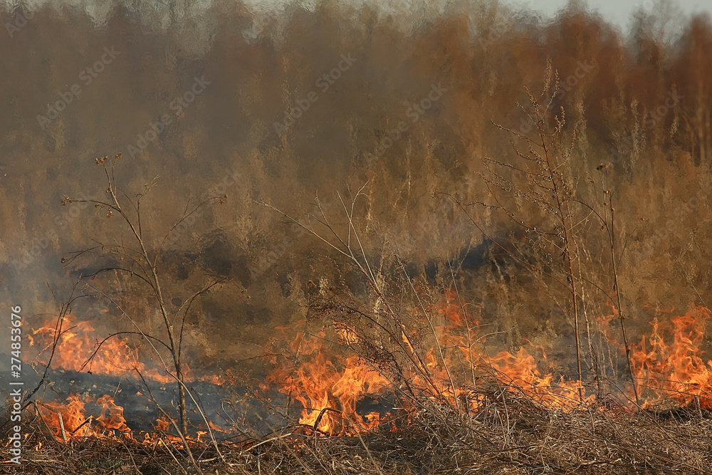 fire in the field / fire in the dry grass, burning straw, element, nature landscape, wind