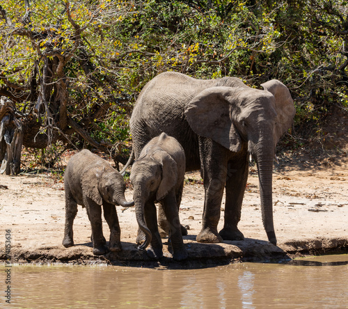 Elephants At A Watering Hole