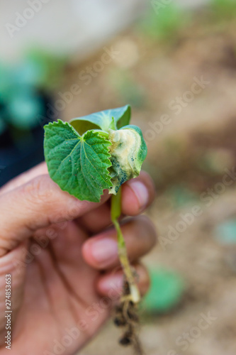 Hand of farmer holding a sprout of a cucumber disorder effect