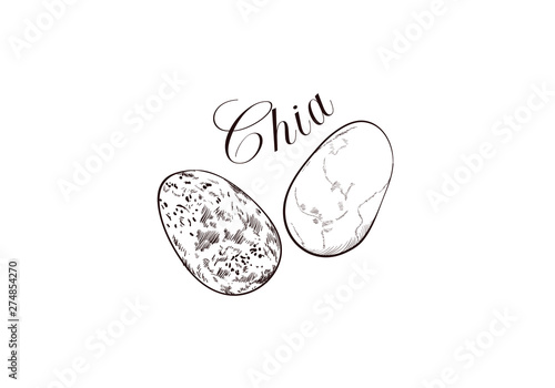 Vector illustration of Chia seed