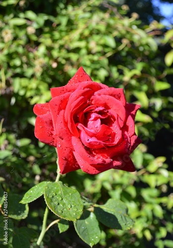 red rose in garden