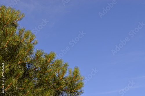 tree and blue sky