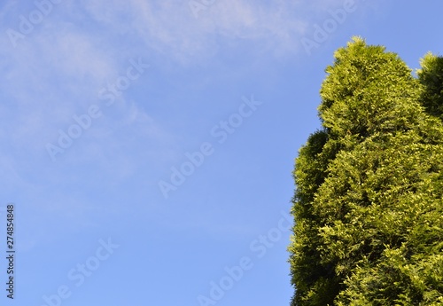 green tree and blue sky