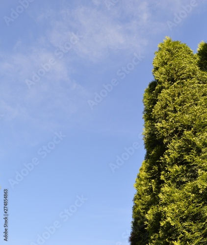 tree and blue sky