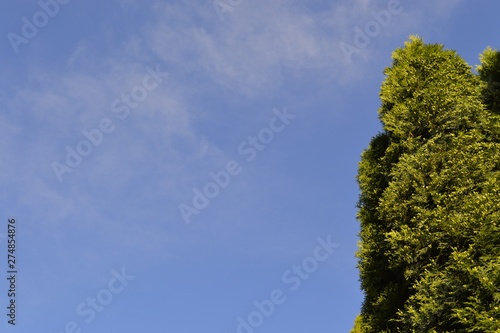 tree and blue sky