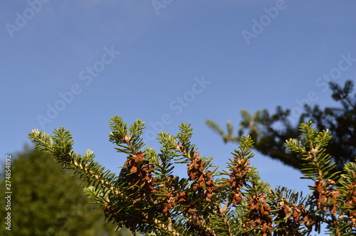 branch of a tree