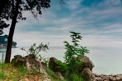 rocks and trees along the Adriatic Sea. Between Opatija and Icici. Croatia