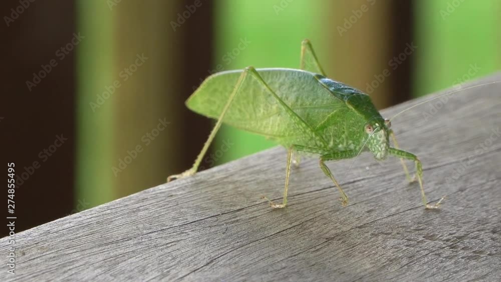 Macro katydid, bush cricket close up view of leaf insect, Tettigoniidae Macro katydid, bush cricket close up view of leaf insect, Tettigoniidae