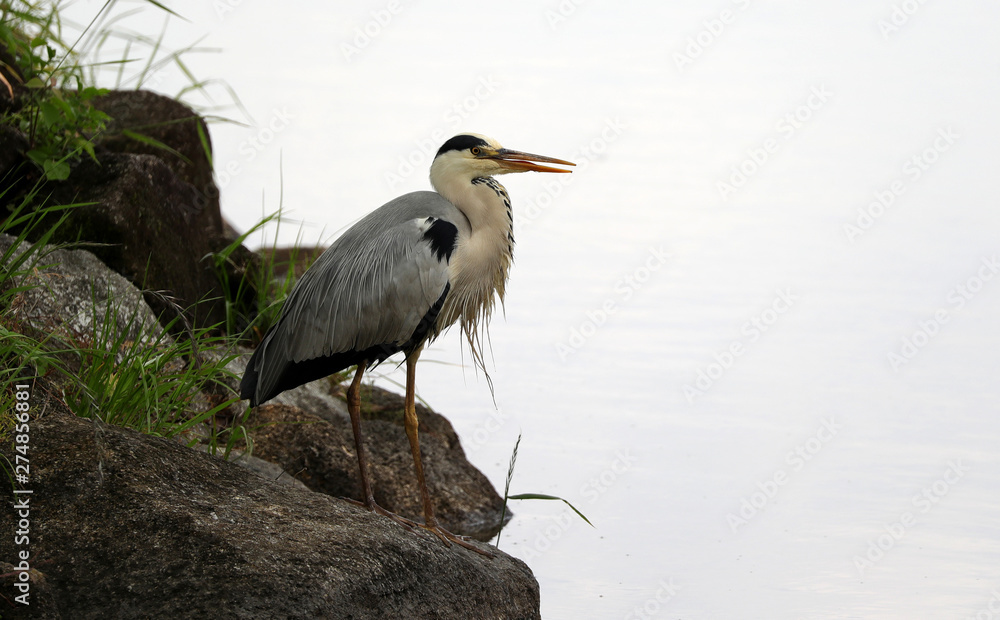 青サギ サギ 野鳥 鳥 日本の野鳥 Stock 写真 Adobe Stock