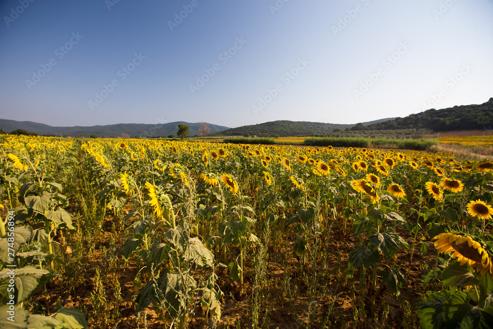 Sunflower fields in Tuscany, Italy