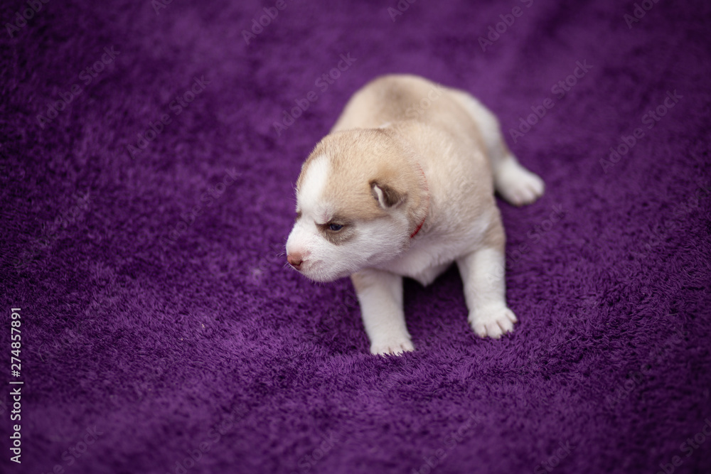 Fototapeta premium siberian husky puppy