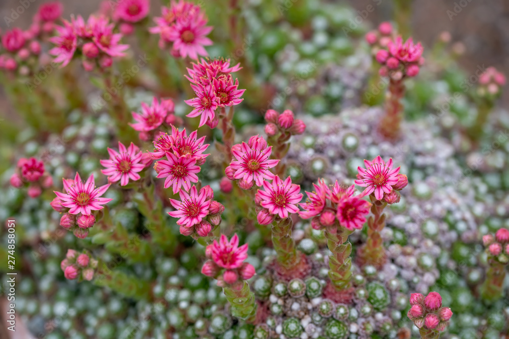 Close up of beautiful Cobweb Houseleek (Sempervivum arachnoideum) Close up of beautiful Cobweb Houseleek (Sempervivum arachnoideum)