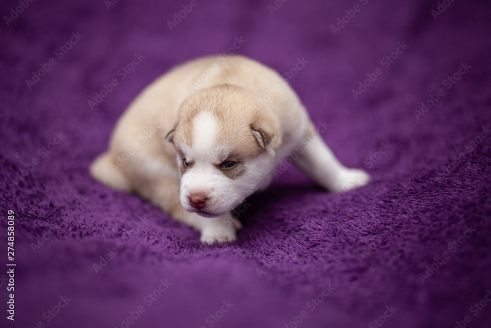 husky puppy husky puppy