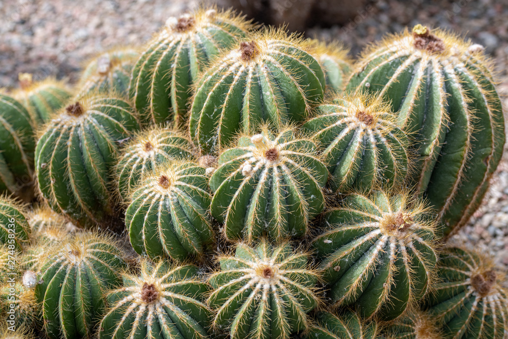 Close up of beautiful Coryphantha sulcolanata. Note: Shallow depth of field Close up of beautiful Coryphantha sulcolanata. Note: Shallow depth of field